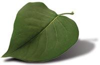 Green leaf with visible veins and shadow.