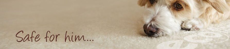 Dog resting on a soft carpet.