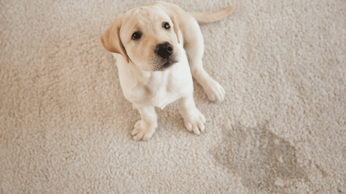 Spot & Stain Removers